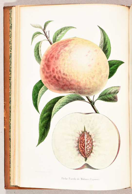 Annales de la société royale d'agriculture et de botanique de Gand : journal d'horticulture et des sciences accessoires.